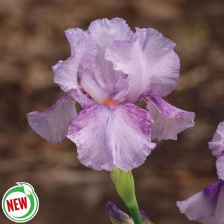 Mean Streak Iris Thumbnail